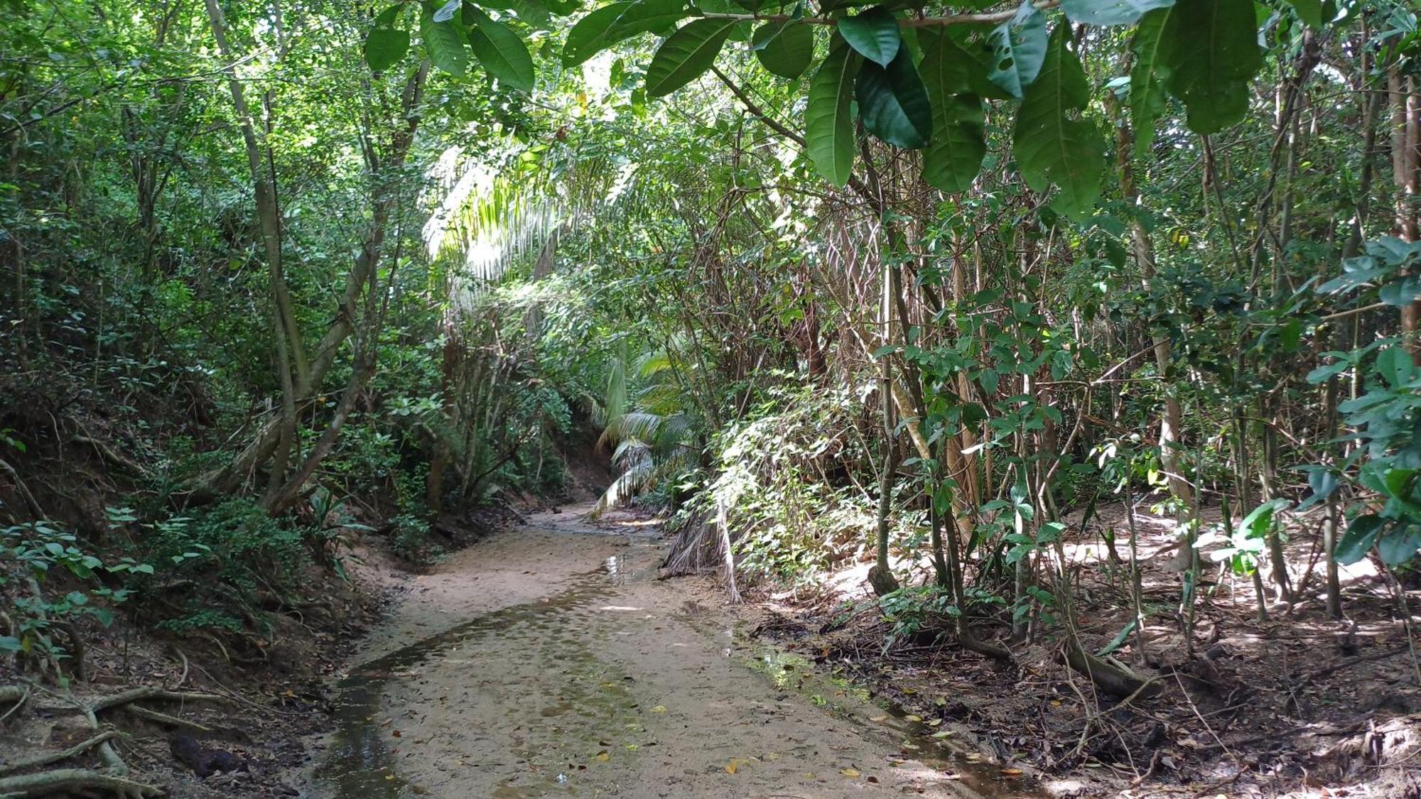 Rooster Run Glamping Camping Has Rooftop And Off The Ground Glamping Experience For 1 To 16 In A Single Tent And Views Of The Rain Forrest And To Culebra Across The Atlantic Ocean W Tents, Linens, Deluxe Air Beds, Warm Shower And More At A Great Pric Vieques Exterior foto