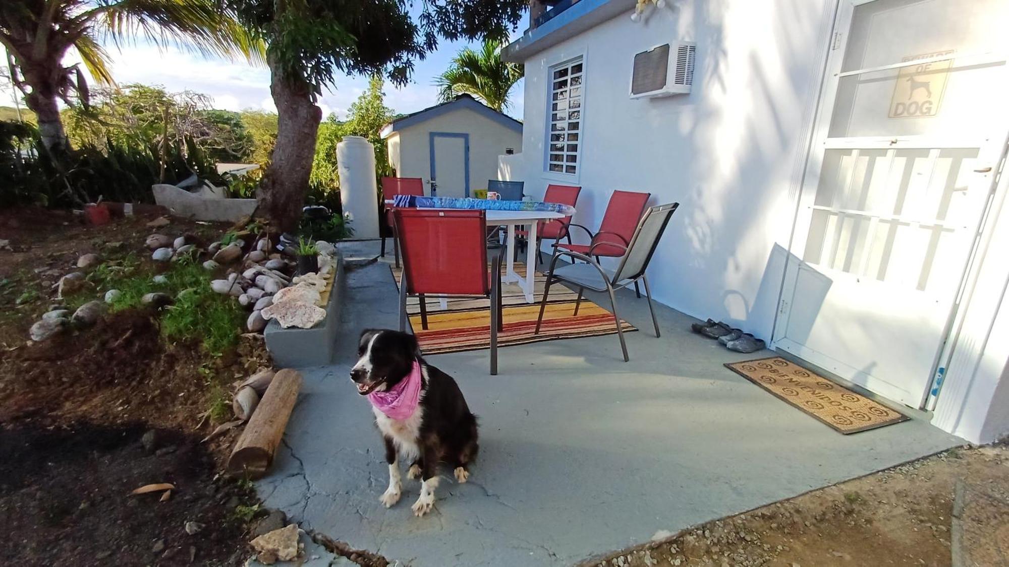 Rooster Run Glamping Camping Has Rooftop And Off The Ground Glamping Experience For 1 To 16 In A Single Tent And Views Of The Rain Forrest And To Culebra Across The Atlantic Ocean W Tents, Linens, Deluxe Air Beds, Warm Shower And More At A Great Pric Vieques Exterior foto
