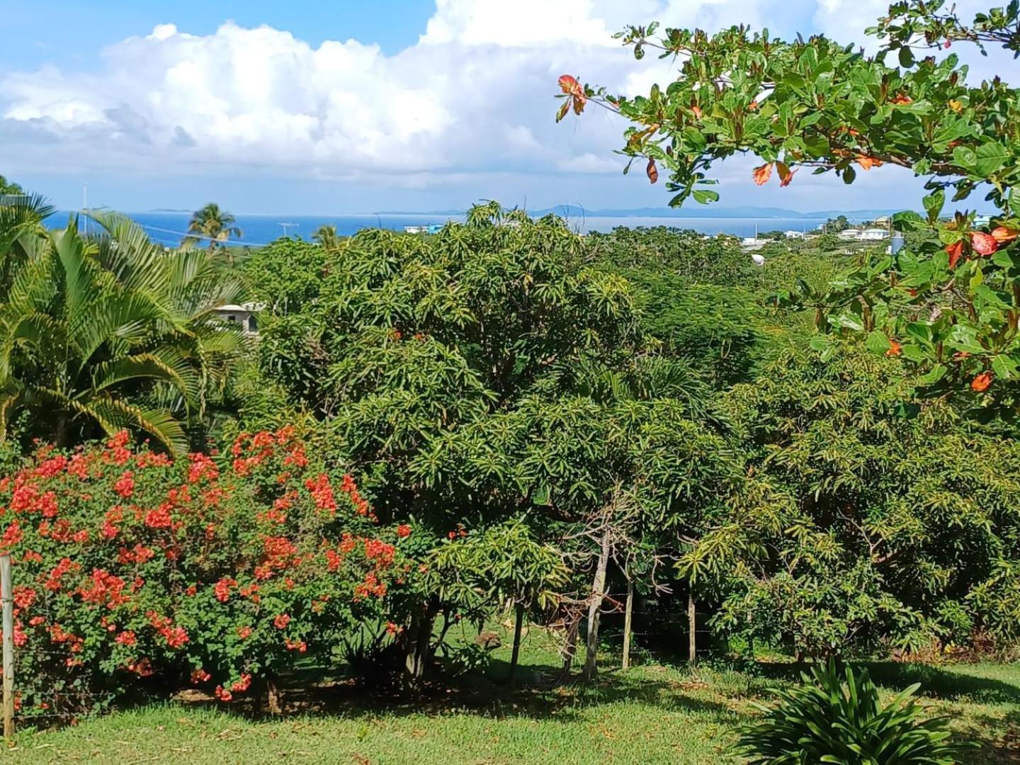 Rooster Run Glamping Camping Has Rooftop And Off The Ground Glamping Experience For 1 To 16 In A Single Tent And Views Of The Rain Forrest And To Culebra Across The Atlantic Ocean W Tents, Linens, Deluxe Air Beds, Warm Shower And More At A Great Pric Vieques Exterior foto